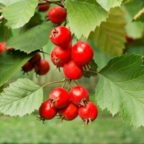 Ukrasno drveće i grmlje: bodljikavi glog (obični)